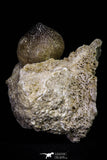 20966 - Nicely Preserved 2.35 Inch Globidens phosphaticus (Mosasaur) Tooth in Natural Matrix Cretaceous