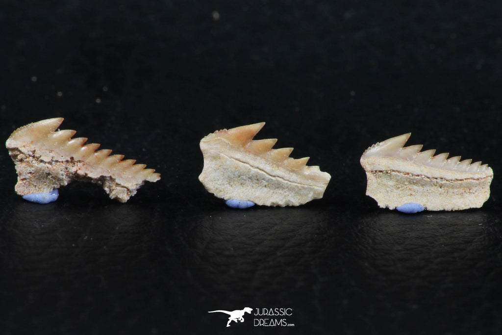 06402 - Great Collection of 3 Hexanchus microdon Shark Teeth Paleocene