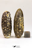 09146 - Great Collection of 2 Fossilized Silicified Pine Cones Equicalastrobus Eocene - Sahara Desert