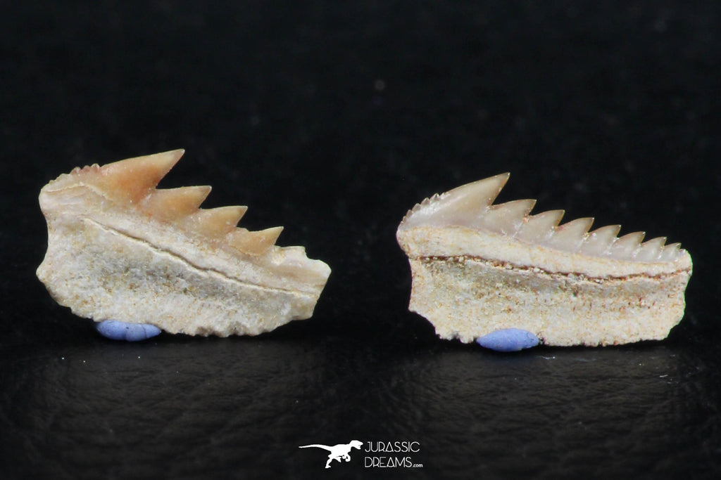 Great Collection of 3 Hexanchus microdon Shark Teeth Paleocene ...