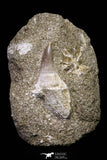 20967 - Nicely Preserved 2.02 Inch Platecarpus ptychodon (Mosasaur) Rooted Tooth in Matrix