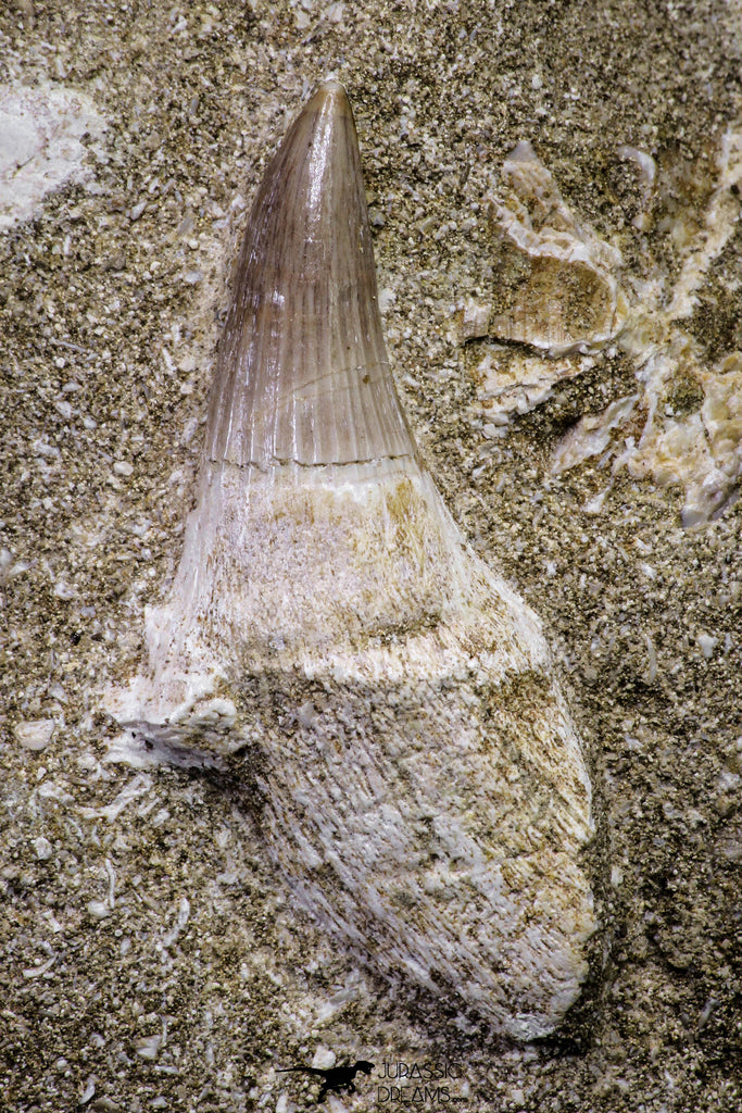 20967 - Nicely Preserved 2.02 Inch Platecarpus ptychodon (Mosasaur) Rooted Tooth in Matrix