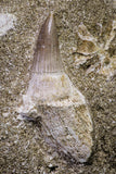 20967 - Nicely Preserved 2.02 Inch Platecarpus ptychodon (Mosasaur) Rooted Tooth in Matrix