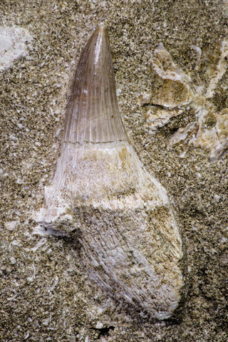 20967 - Nicely Preserved 2.02 Inch Platecarpus ptychodon (Mosasaur) Rooted Tooth in Matrix