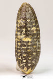 09146 - Great Collection of 2 Fossilized Silicified Pine Cones Equicalastrobus Eocene - Sahara Desert
