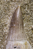 20967 - Nicely Preserved 2.02 Inch Platecarpus ptychodon (Mosasaur) Rooted Tooth in Matrix