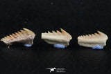 06402 - Great Collection of 3 Hexanchus microdon Shark Teeth Paleocene
