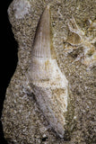 20967 - Nicely Preserved 2.02 Inch Platecarpus ptychodon (Mosasaur) Rooted Tooth in Matrix