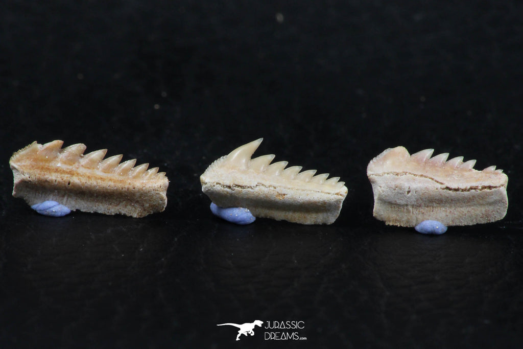 06403 - Great Collection of 3 Hexanchus microdon Shark Teeth Paleocene