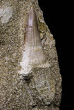 20967 - Nicely Preserved 2.02 Inch Platecarpus ptychodon (Mosasaur) Rooted Tooth in Matrix