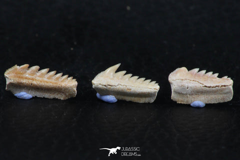 06403 - Great Collection of 3 Hexanchus microdon Shark Teeth Paleocene