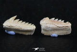 06403 - Great Collection of 3 Hexanchus microdon Shark Teeth Paleocene