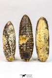 09147 - Nice Collection of 3 Fossilized Silicified Pine Cones Equicalastrobus Eocene - Sahara Desert