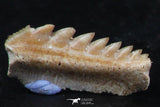 06403 - Great Collection of 3 Hexanchus microdon Shark Teeth Paleocene