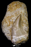 20968 - Rare 2.16 Inch Mosasaurus hoffmanni Tooth on Matrix Late Cretaceous