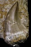 20968 - Rare 2.16 Inch Mosasaurus hoffmanni Tooth on Matrix Late Cretaceous