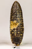 09147 - Nice Collection of 3 Fossilized Silicified Pine Cones Equicalastrobus Eocene - Sahara Desert