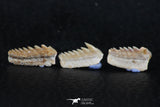 06403 - Great Collection of 3 Hexanchus microdon Shark Teeth Paleocene