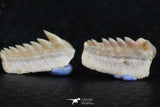 06403 - Great Collection of 3 Hexanchus microdon Shark Teeth Paleocene