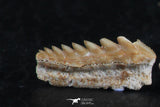 06403 - Great Collection of 3 Hexanchus microdon Shark Teeth Paleocene