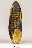09147 - Nice Collection of 3 Fossilized Silicified Pine Cones Equicalastrobus Eocene - Sahara Desert