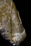 20968 - Rare 2.16 Inch Mosasaurus hoffmanni Tooth on Matrix Late Cretaceous