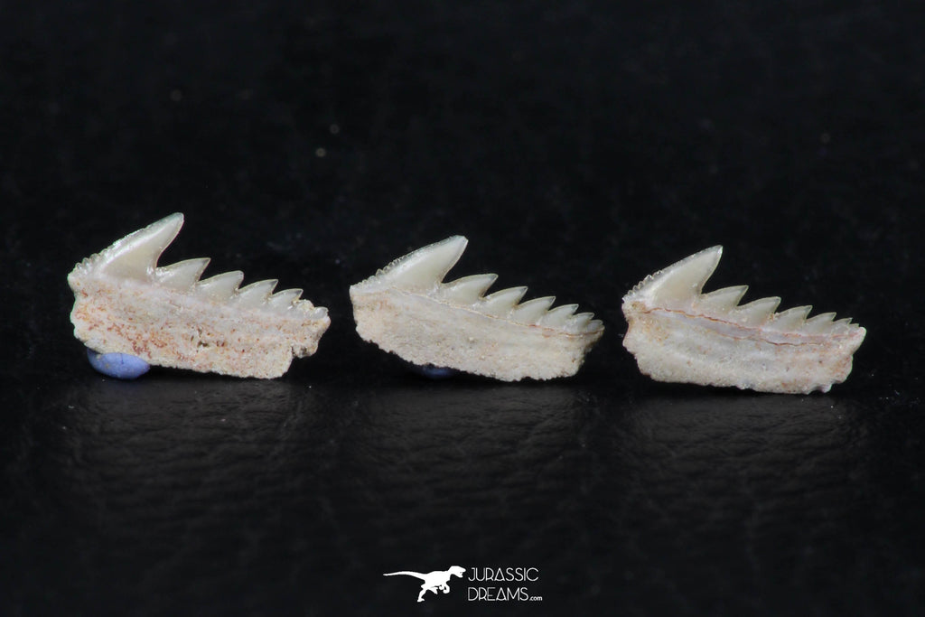 06404 - Great Collection of 3 Hexanchus microdon Shark Teeth Paleocene