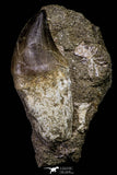 20969 - Top Beautiful Rooted 2.72 Inch Mosasaur (Prognathodon anceps) Tooth in Matrix