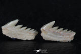 06404 - Great Collection of 3 Hexanchus microdon Shark Teeth Paleocene