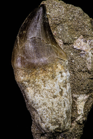20969 - Top Beautiful Rooted 2.72 Inch Mosasaur (Prognathodon anceps) Tooth in Matrix