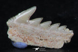 06404 - Great Collection of 3 Hexanchus microdon Shark Teeth Paleocene