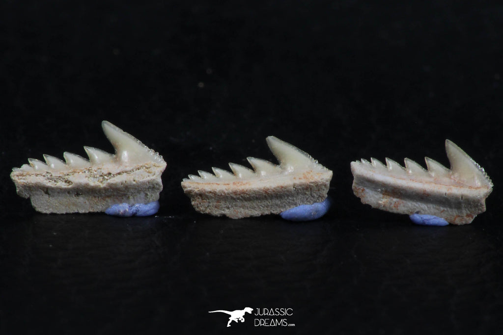 Great Collection of 3 Hexanchus microdon Shark Teeth Paleocene ...