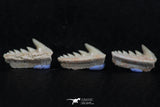 06404 - Great Collection of 3 Hexanchus microdon Shark Teeth Paleocene