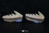 06404 - Great Collection of 3 Hexanchus microdon Shark Teeth Paleocene