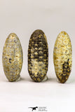 09148 - Beautiful Collection of 3 Fossilized Silicified Pine Cones Equicalastrobus Eocene Sahara Desert