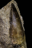 20969 - Top Beautiful Rooted 2.72 Inch Mosasaur (Prognathodon anceps) Tooth in Matrix