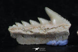 06404 - Great Collection of 3 Hexanchus microdon Shark Teeth Paleocene