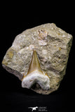 20970 - Top Huge 2.25 Inch Otodus obliquus Shark Tooth in Matrix Paleocene