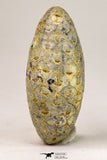 09148 - Beautiful Collection of 3 Fossilized Silicified Pine Cones Equicalastrobus Eocene Sahara Desert
