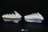 06405 - Great Collection of 3 Hexanchus microdon Shark Teeth Paleocene