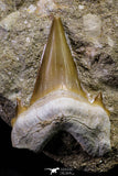 20970 - Top Huge 2.25 Inch Otodus obliquus Shark Tooth in Matrix Paleocene