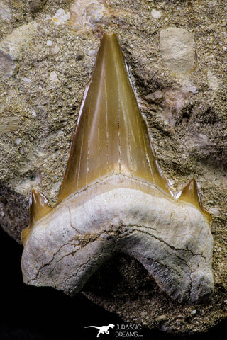 20970 - Top Huge 2.25 Inch Otodus obliquus Shark Tooth in Matrix Paleocene