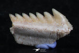 06405 - Great Collection of 3 Hexanchus microdon Shark Teeth Paleocene