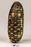 09148 - Beautiful Collection of 3 Fossilized Silicified Pine Cones Equicalastrobus Eocene Sahara Desert