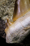 20970 - Top Huge 2.25 Inch Otodus obliquus Shark Tooth in Matrix Paleocene
