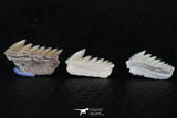 06405 - Great Collection of 3 Hexanchus microdon Shark Teeth Paleocene