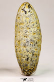 09148 - Beautiful Collection of 3 Fossilized Silicified Pine Cones Equicalastrobus Eocene Sahara Desert