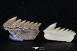 06405 - Great Collection of 3 Hexanchus microdon Shark Teeth Paleocene