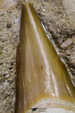 20970 - Top Huge 2.25 Inch Otodus obliquus Shark Tooth in Matrix Paleocene