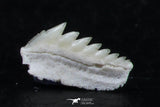 06405 - Great Collection of 3 Hexanchus microdon Shark Teeth Paleocene